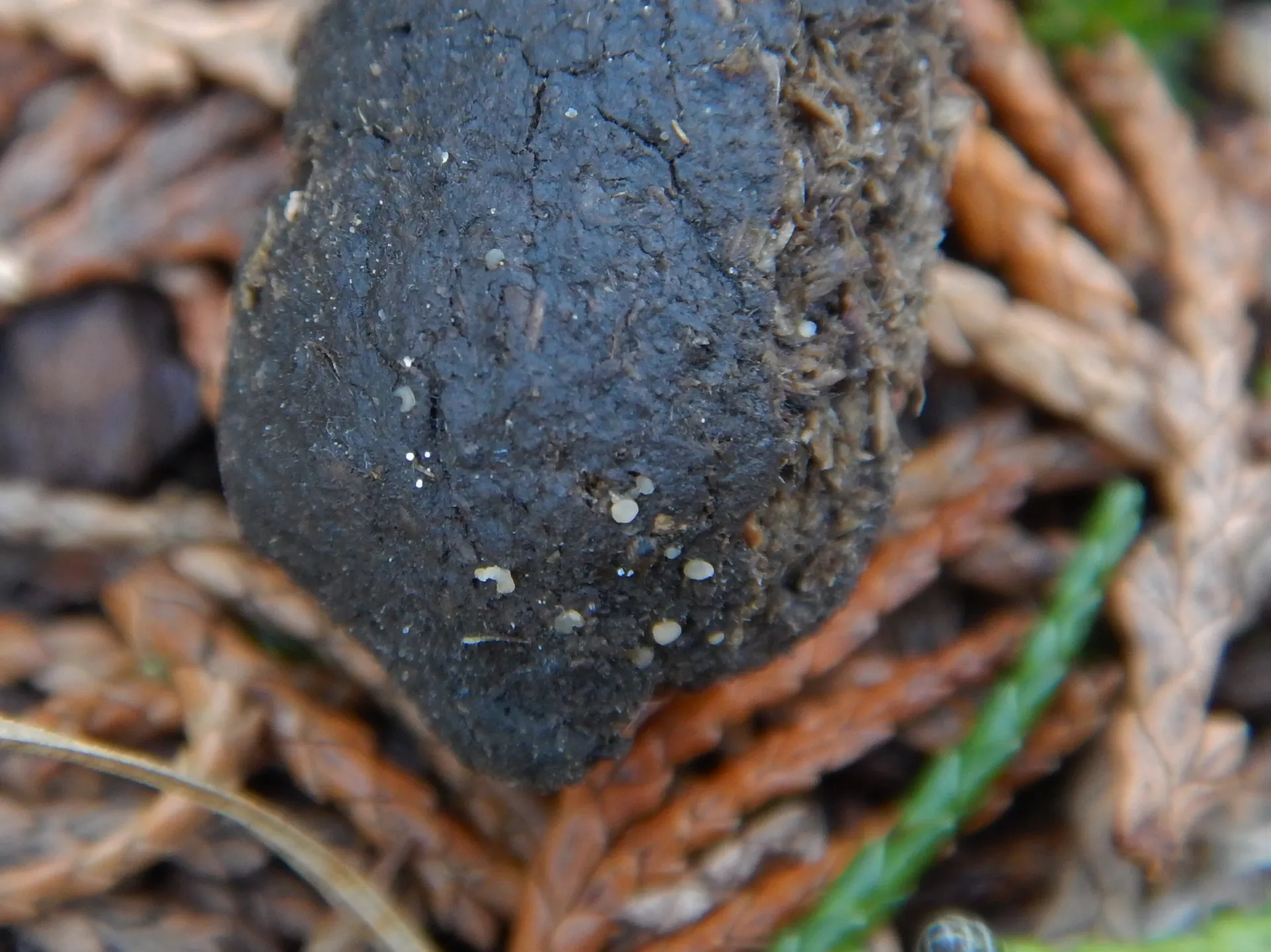 Coprotus glaucellus-19-12-31 (1)